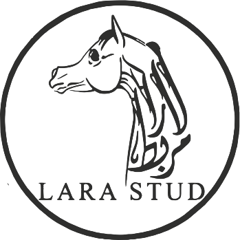 Lara Stud