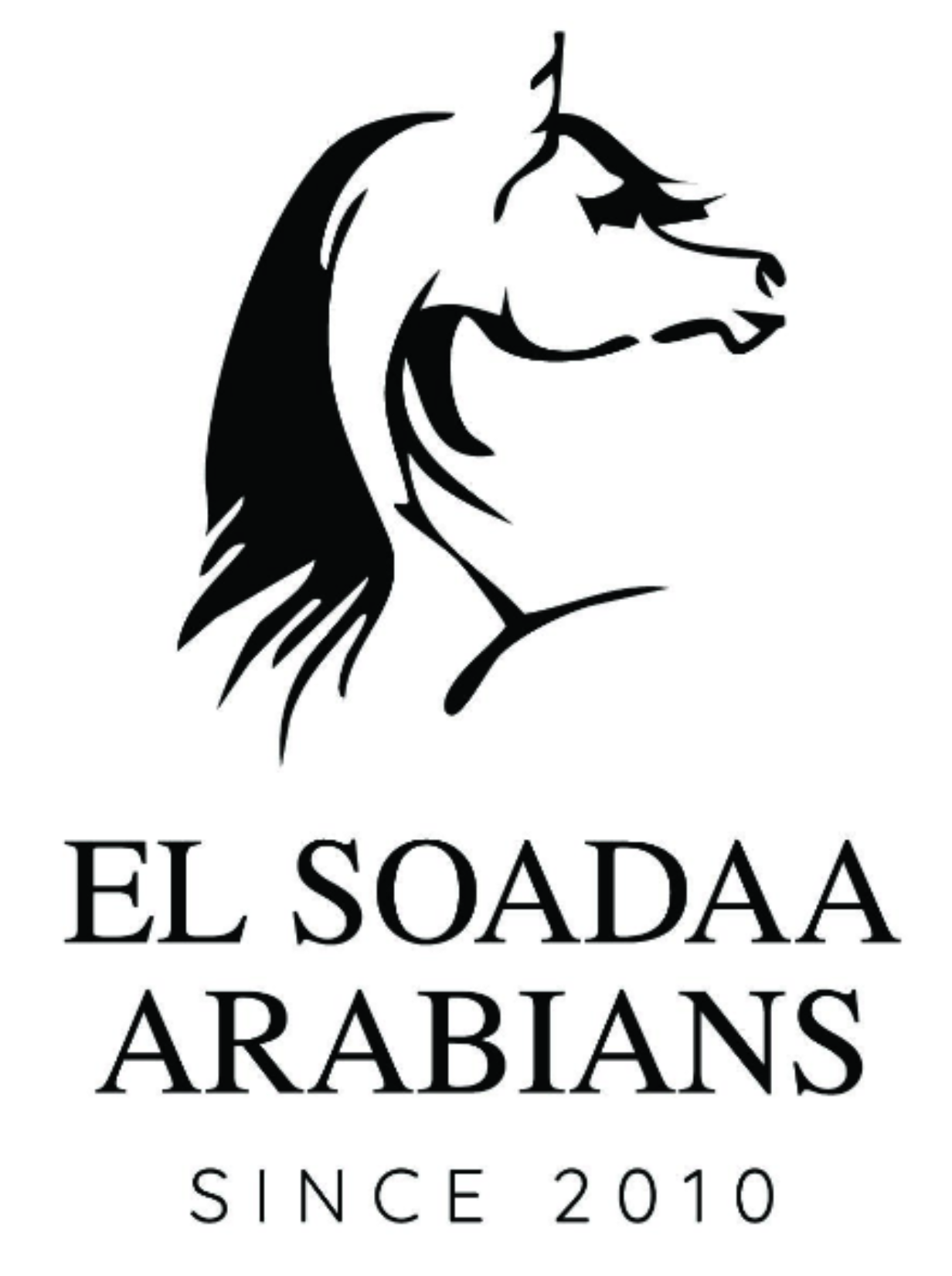 Al Suada Stud