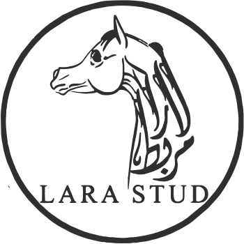 Lara Stud