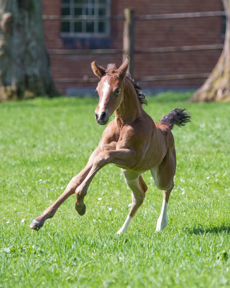 A bay Arabian foal playing in the grass