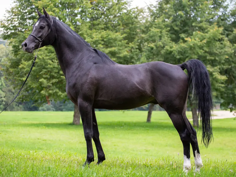 A black purebred Arabian stallion standing in a field