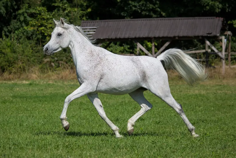 A grey purebred Arabian mare trotting in a paddock