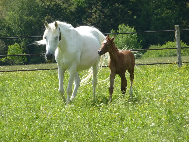 A grey Arabian mare walking with her chestnut foal